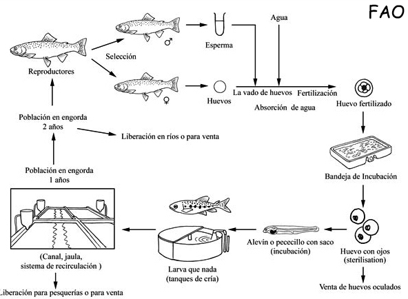 Oncorhynchus mykiss_cria.jpg